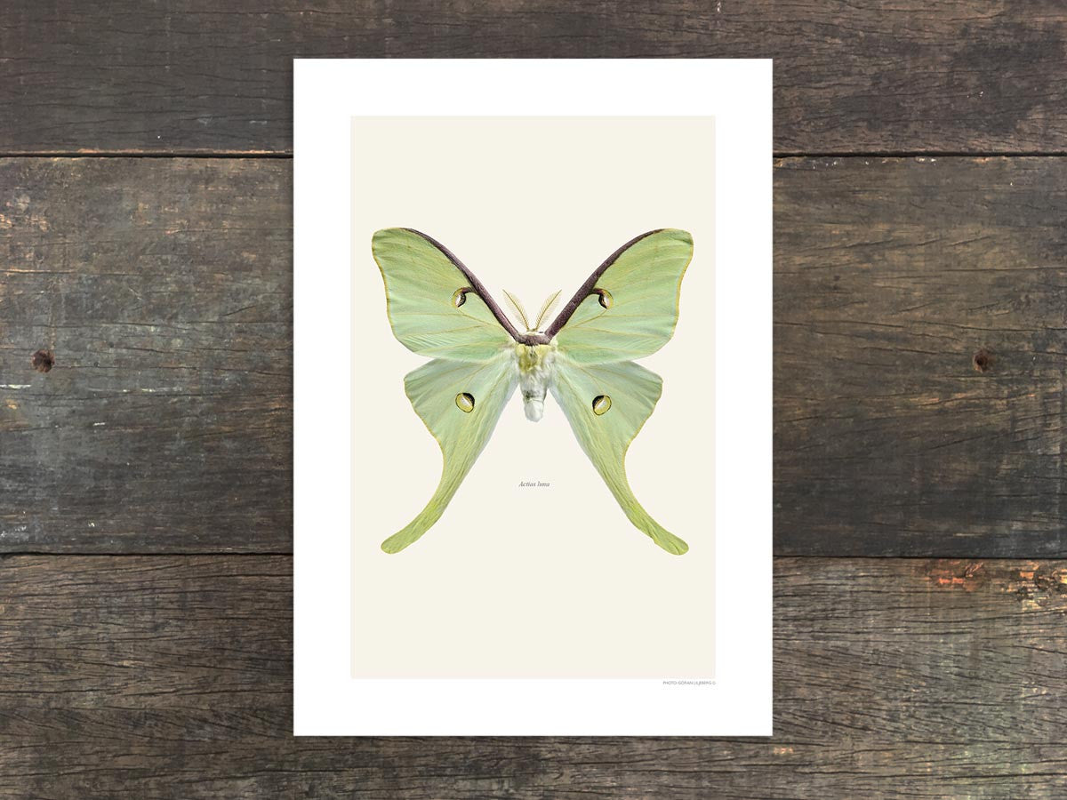Actias luna