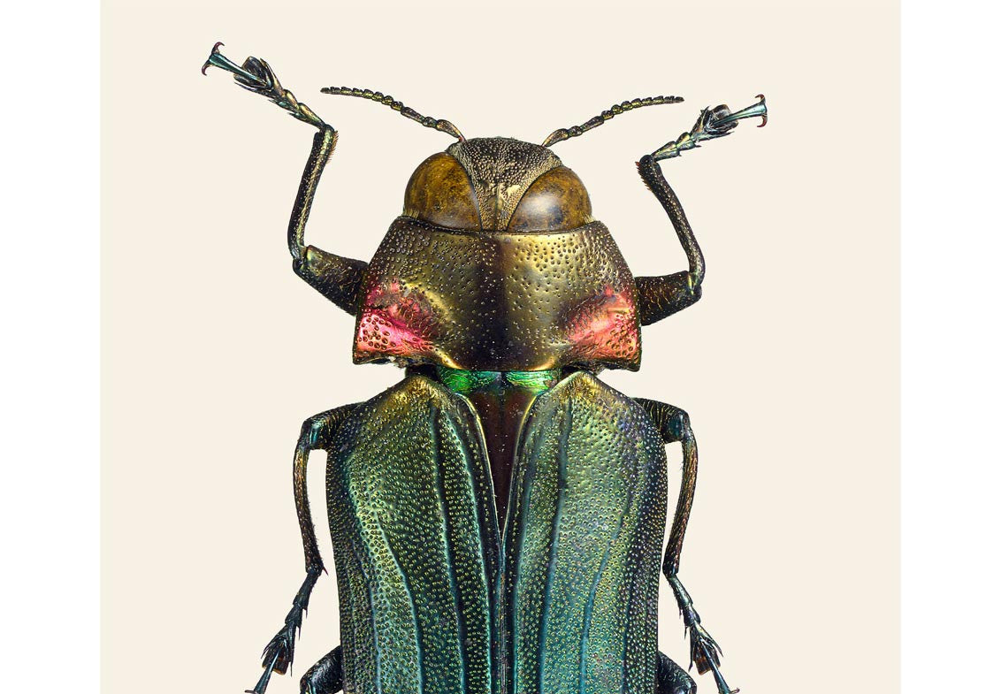 Belionota prasina