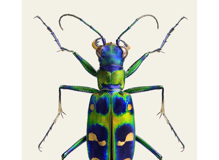 Cicindela chinensis japonica