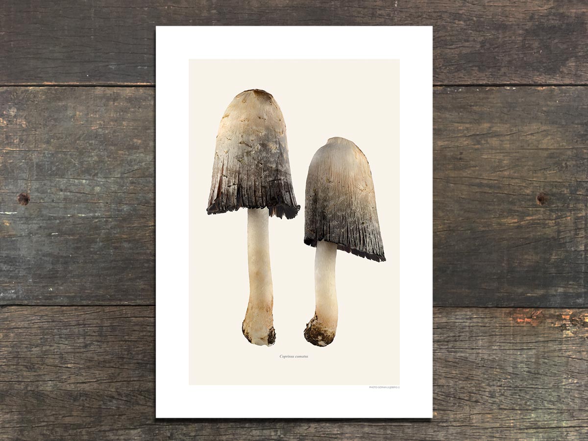 Coprinus comatus