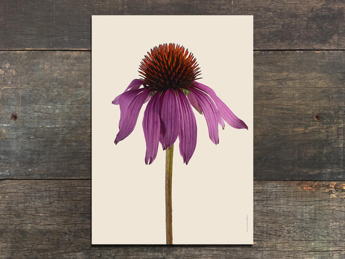 Echinacea Purpurea