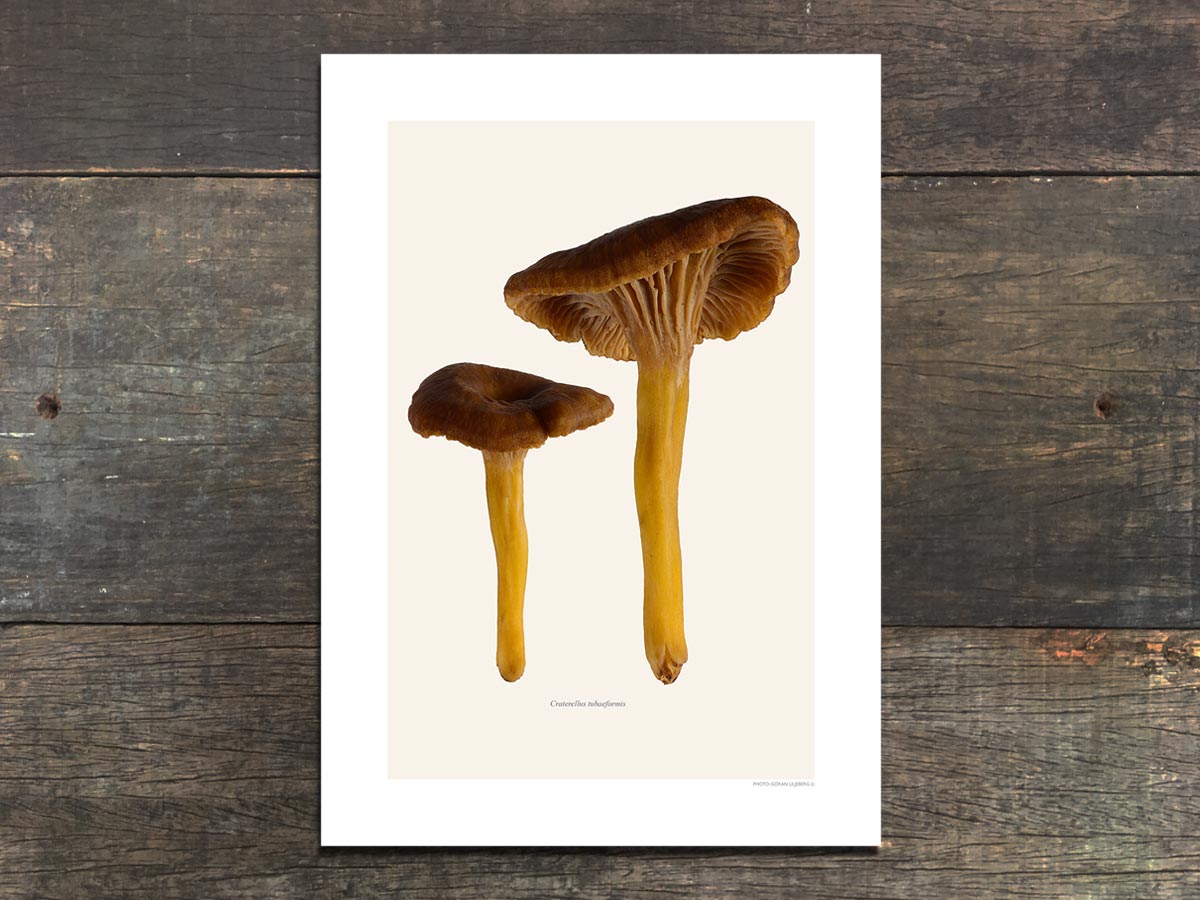 Craterellus tubaeformis