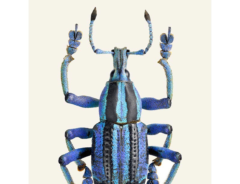Eupholus bennetti