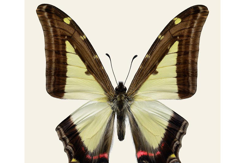 Eurytides leucaspis