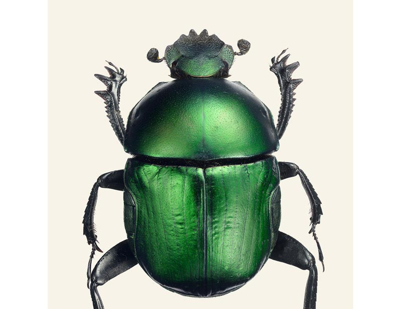 Garreta azureus