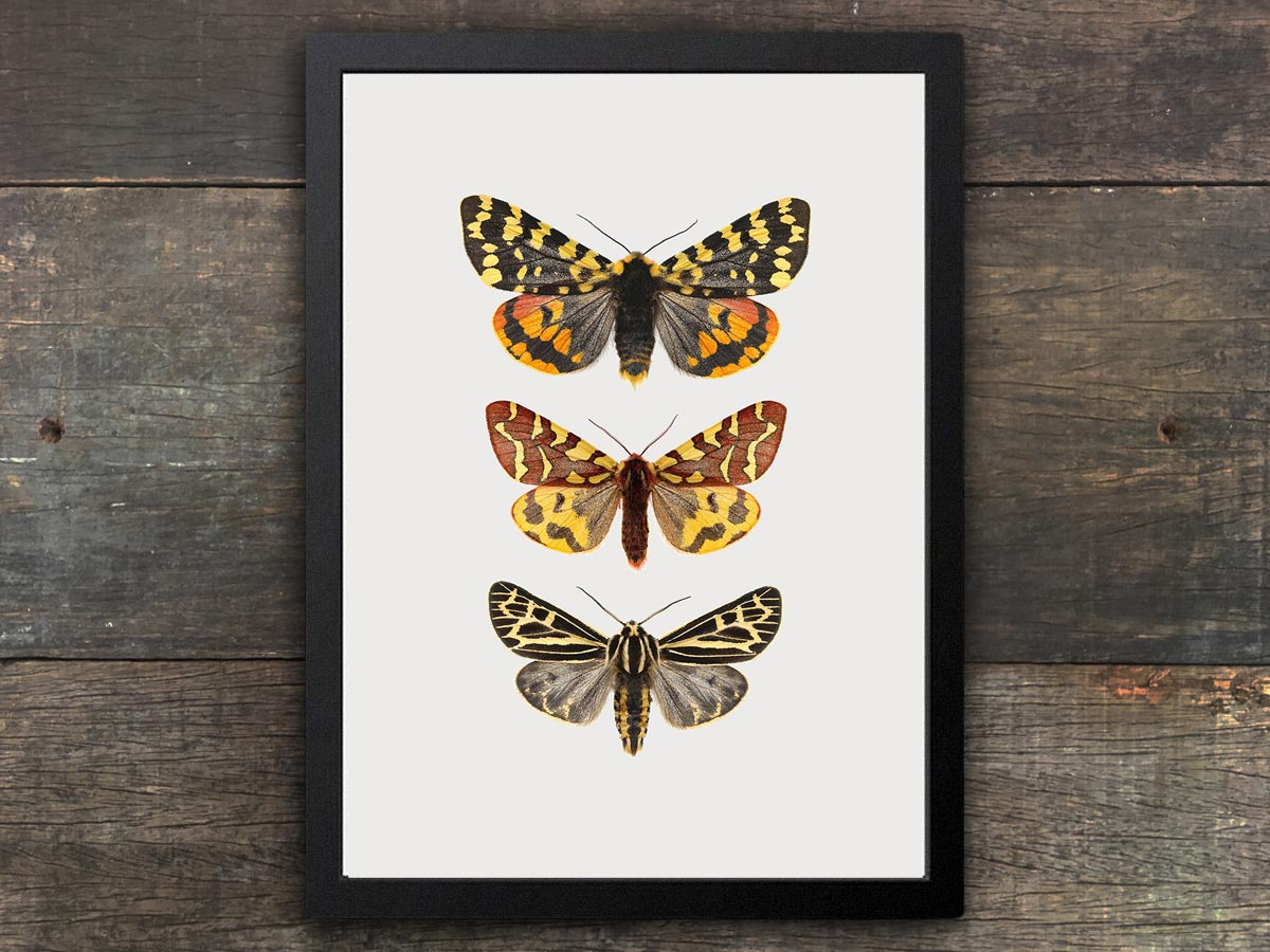 Framed Moth Print