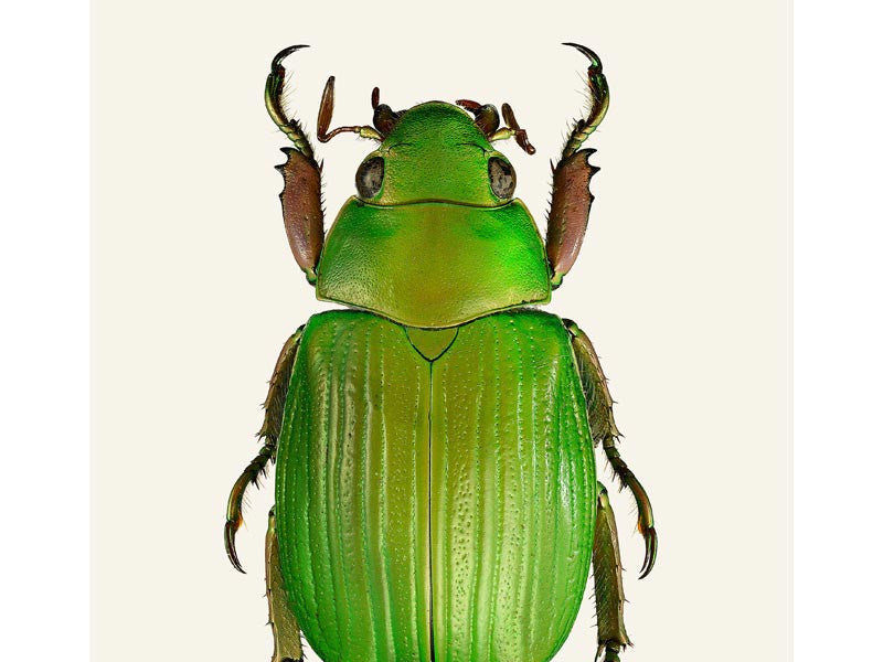 Plusiotis sallei