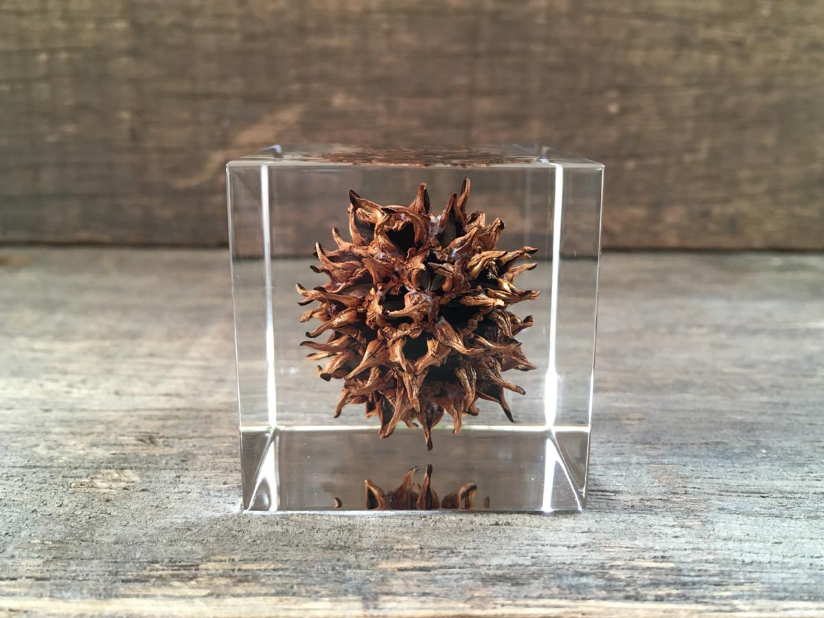 Specimen Cube: American Sweetgum