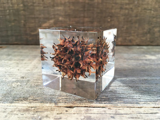 Specimen Cube: American Sweetgum