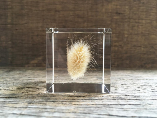 Specimen Cube: Bunny Tail Grass