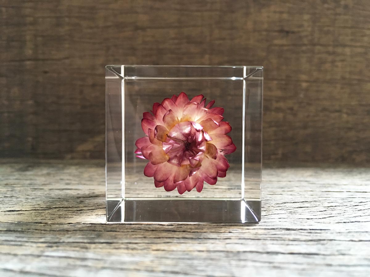Specimen Cube: Strawflower