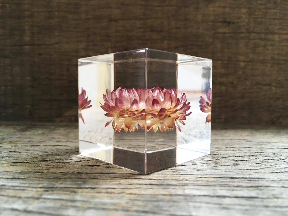 Specimen Cube: Strawflower