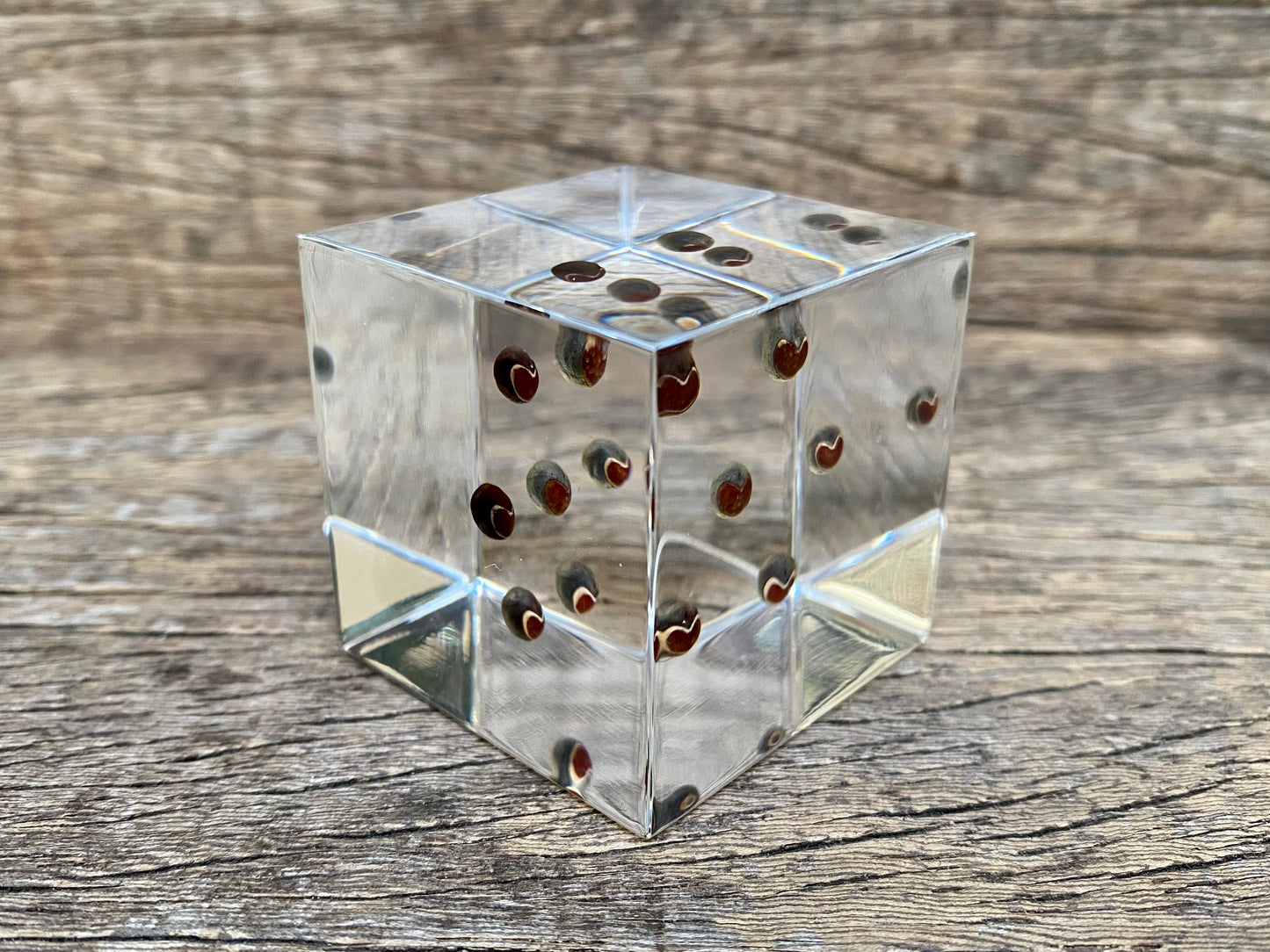 Specimen Cube: Balloon Plant