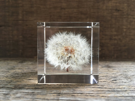 Specimen Cube: Dandelion