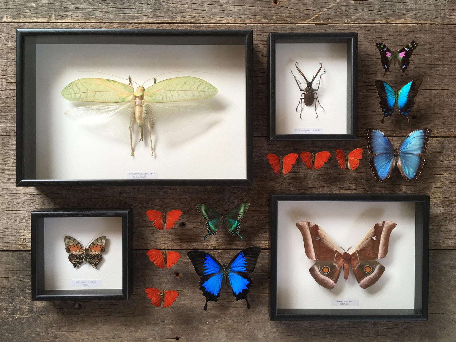 Specimens