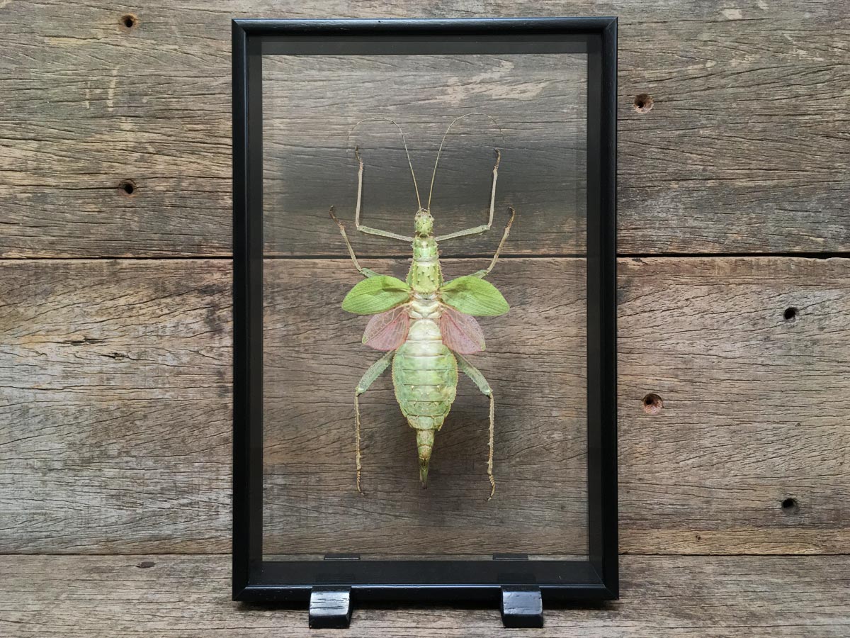Beetles & Others