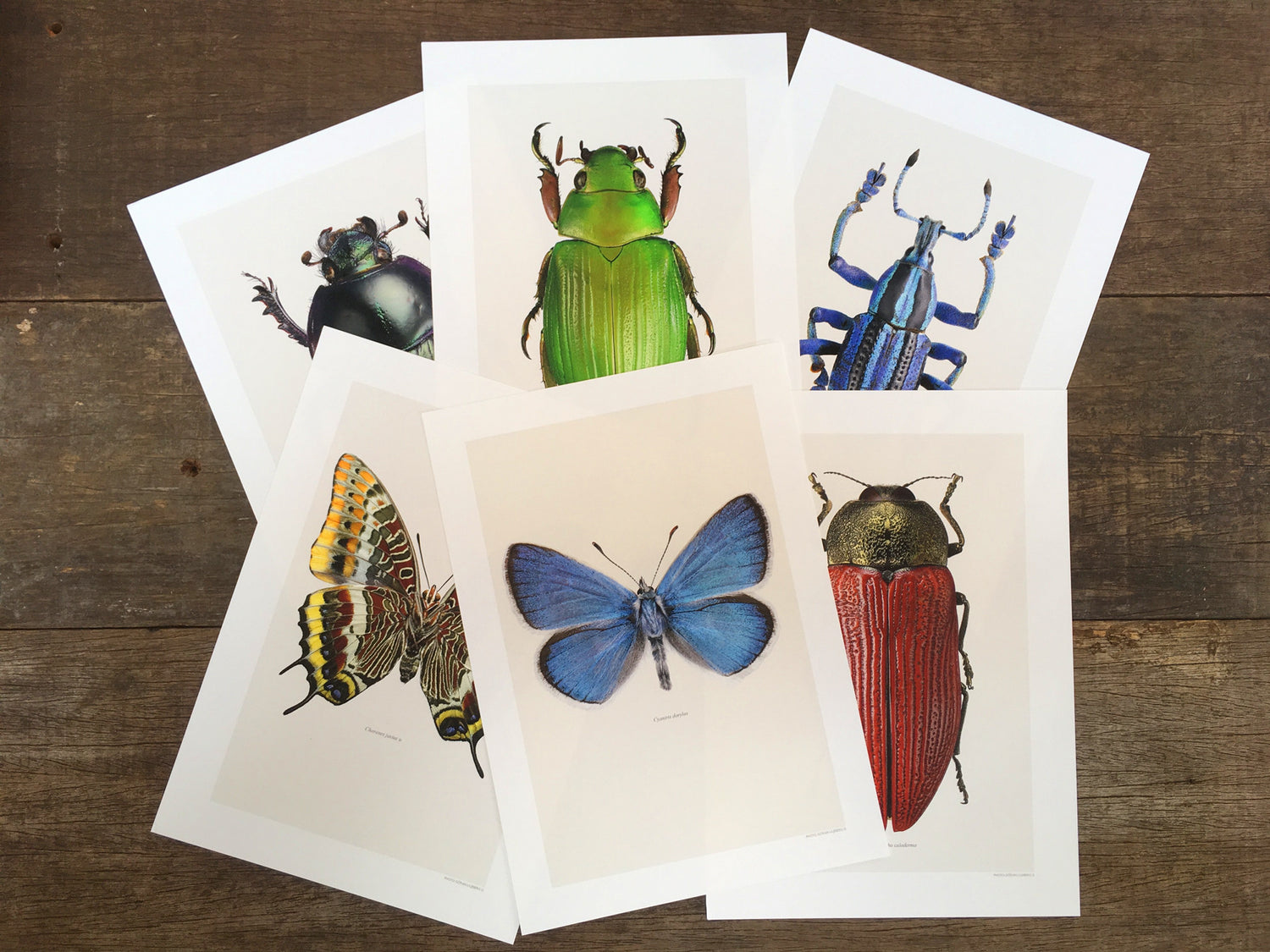 Prints