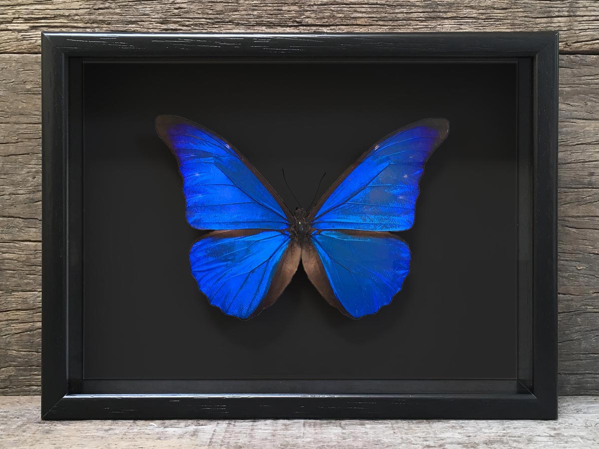 Morpho rhetenor Black – the Otherist