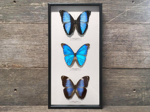 Morpho Trio
