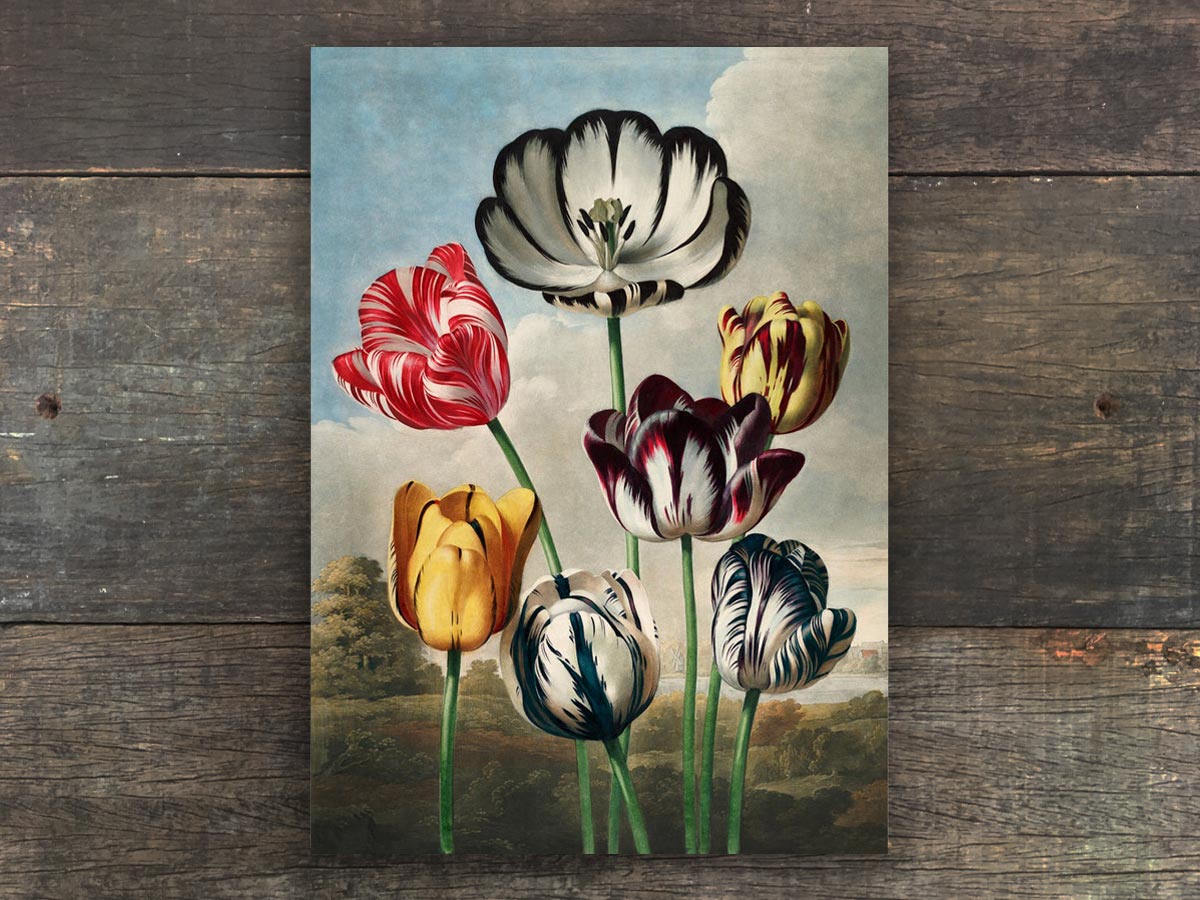 Tulips