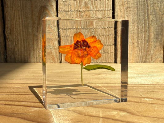 Specimen Tile: Zinnia