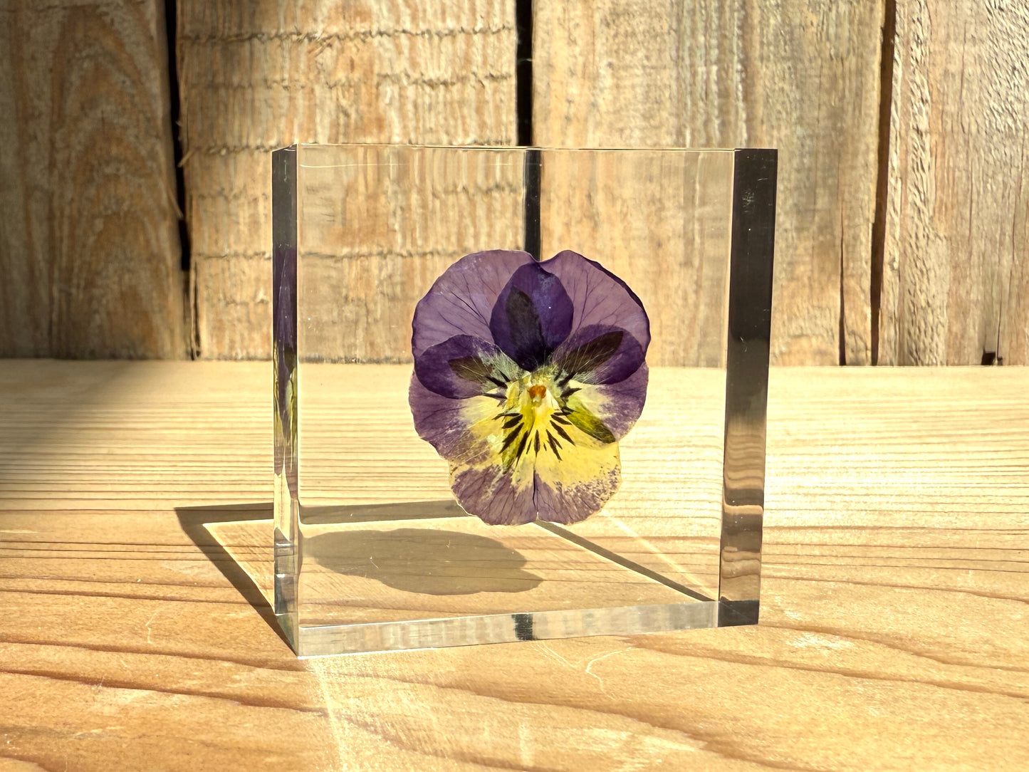 Specimen Tile: Viola