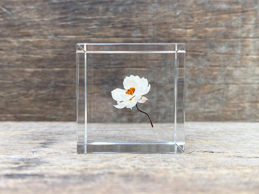 Specimen Cube: Chamomile sunray