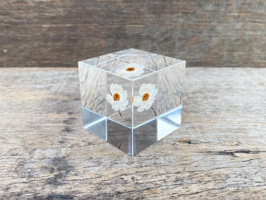 Specimen Cube: Chamomile sunray