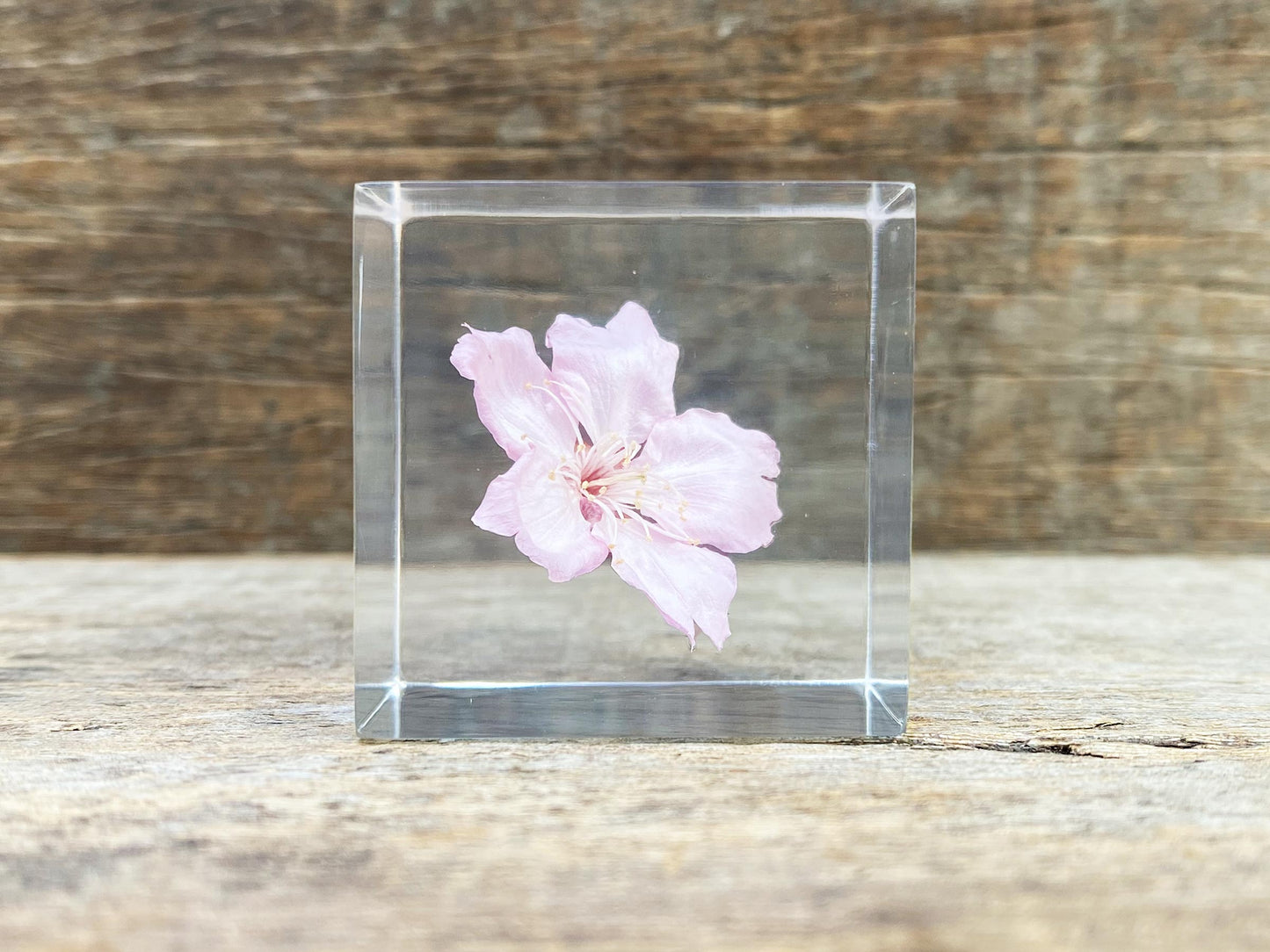 Specimen Cube: Sakura