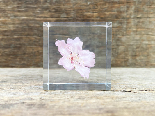 Specimen Cube: Sakura