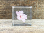 Load image into Gallery viewer, Specimen Cube: Sakura
