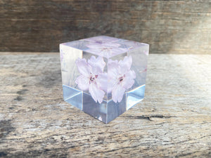 Specimen Cube: Sakura