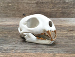 Load image into Gallery viewer, Porcelain Bobcat Skull
