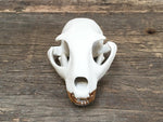 Load image into Gallery viewer, Porcelain Bobcat Skull
