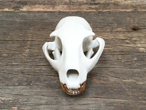 Porcelain Bobcat Skull