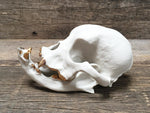 Load image into Gallery viewer, Porcelain Bulldog Skull
