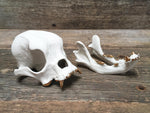 Load image into Gallery viewer, Porcelain Bulldog Skull
