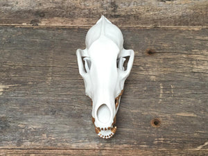 Porcelain Coyote Skull