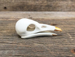 Load image into Gallery viewer, Porcelain Crow Skull
