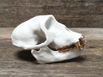 Load image into Gallery viewer, Porcelain Patas Monkey Skull
