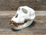 Load image into Gallery viewer, Porcelain Patas Monkey Skull
