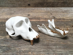 Porcelain Patas Monkey Skull