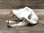 Load image into Gallery viewer, Porcelain Patas Monkey Skull
