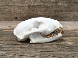 Porcelain Raccoon Skull