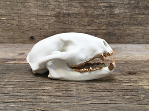 Porcelain Raccoon Skull