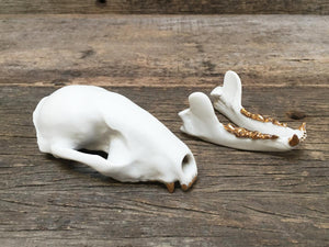 Porcelain Raccoon Skull