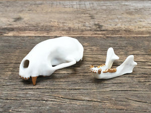 Porcelain Skunk Skull