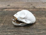 Load image into Gallery viewer, Porcelain Squirrel Monkey Skull
