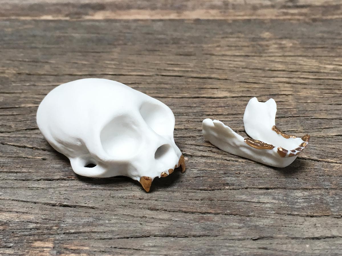 Porcelain Squirrel Monkey Skull