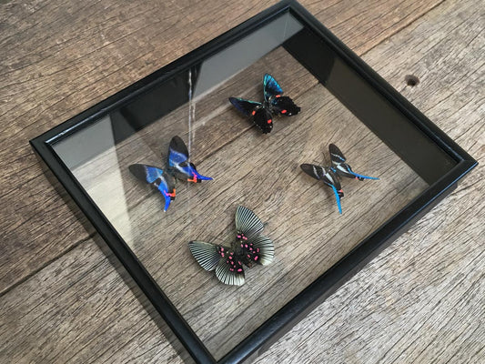 Riodininae Vitrine